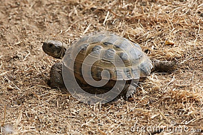 Russian tortoise (Agrionemys horsfieldii). Stock Photo