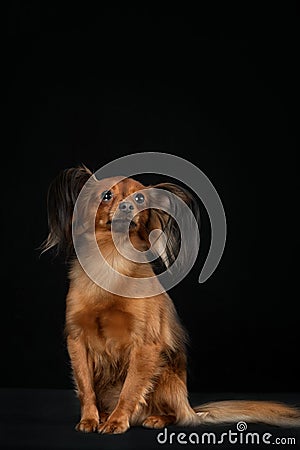 Russian toy terrier Stock Photo