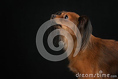 Russian toy terrier Stock Photo