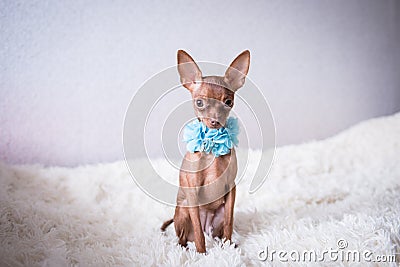 Russian toy terrier in a white plaid in blue beads Stock Photo
