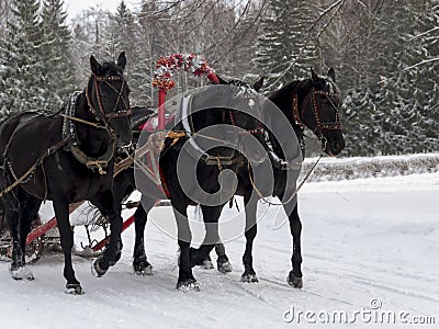 The Russian Troika of horses goes on the snow road in winter day Stock Photo