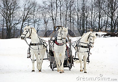 The Russian troika - three of horses in sledge Stock Photo