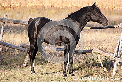 Russian trotter breed Stock Photo