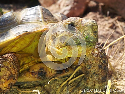 Russian turtle. pet, nature wildfife Stock Photo