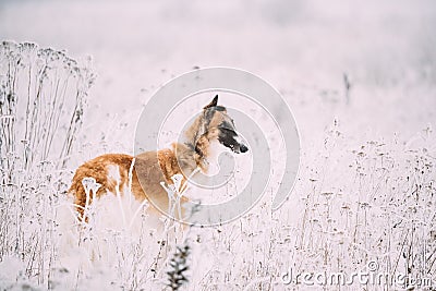 Russian Wolfhound Hunting Sighthound Russkaya Psovaya Borzaya Dog Stock Photo