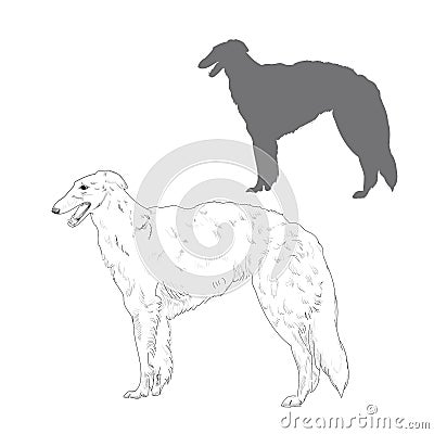 Russian wolfhound illustration. Vector Illustration