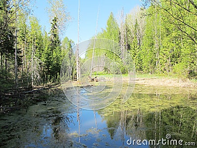 Russian wood spring clear day. Trees near the lake. Stock Photo
