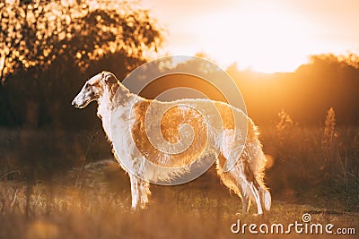 Russkaya Psovaya Borzaya Dog Outdoor. Summer Sunset Time. Russian Hunting Sighthound In Summer Sunset Sunrise Meadow Stock Photo