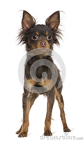 Russkiy toy dog, 1 year old, standing Stock Photo