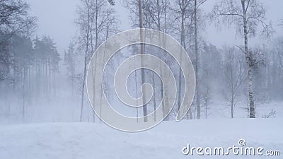 Russland, im Februar 2019: Blizzard und große Antriebe Ein starker Wind rüttelt die Bäume im Winterwald stock video Russland, im Februar 2019: Blizzard und große Antriebe Ein starker Wind rüttelt die Bäume im Winterwald stock video