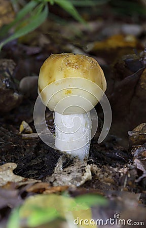 Russula foetens, commonly known as the stinking russula, is a common Russula mushroom found in deciduous and coniferous forests Stock Photo