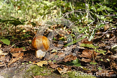 Russula foetens mushroom Stock Photo