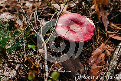 Russula mushroom found in a pine wood. Mushroom growing in the Autumn forest. Edible mushroom with copy space Stock Photo