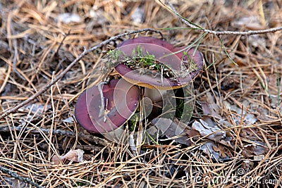 Russula mushrooms Stock Photo