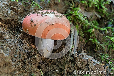 Russula nobilis - beechwood sickener Stock Photo