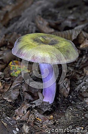 Russula violeipes, var. citrina is a species of fungus in the family Russulaceae Stock Photo