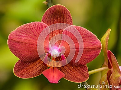 Rust Colored Orchid in a Tropical Garden Stock Photo