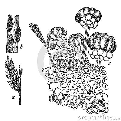 Rust Fungus vintage illustration Vector Illustration