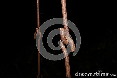 Rusted chains holding together. Swing metal chain Links closeup. Black background Stock Photo