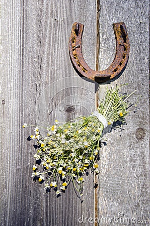 Rusted horseshoe and chamomile bunch on wall Stock Photo