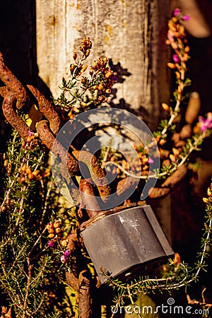 Rusted Padlock against flowers, Gate Stock Photo
