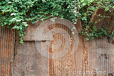 Rusted texture and green leaves Stock Photo
