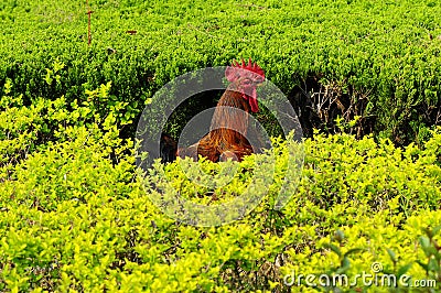 Ruster inside green bush in sunny spring day Stock Photo