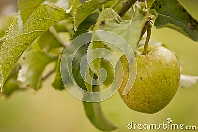 Rustic apple on a tree Stock Photo