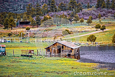 Rustic Barn Partly submerged in Pond in springtime with hill of blooming trees behind and yellow wildflowers in foreground - Stock Photo