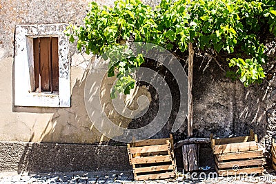 Rustic building with grape vines, Portugal Stock Photo