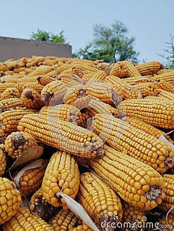 Rustic Dried Corn on Cobs Stock Photo