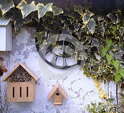 Rustic Ivy Clock @ Crookham, Northumberland, England. Stock Photo