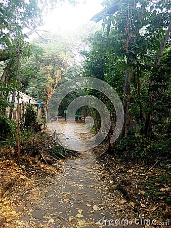 A rustic pathway leading to a cottage shrouded with trees Stock Photo