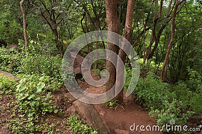 Rustic pathways in Warje jungle Stock Photo