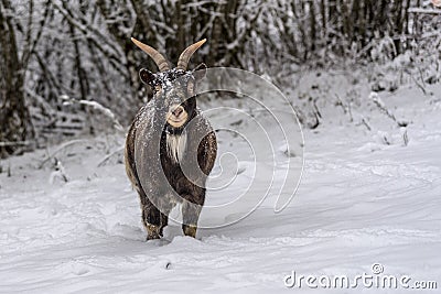 Brown sheep on the snow Stock Photo