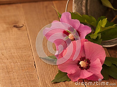 Rustic Still Life and Rose of Sharon Flowers Stock Photo