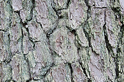 Rustic Tree Bark Texture Two Stock Photo