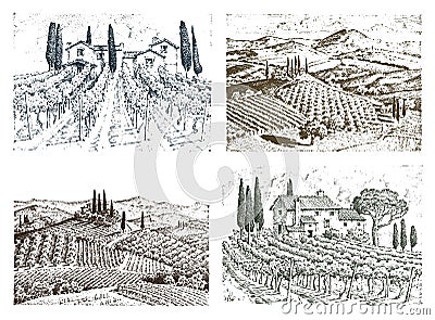 Rustic vineyard. rural landscape with houses. solar tuscany background. fields and cypress trees. harvesting and Vector Illustration