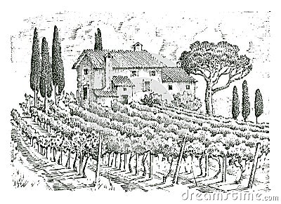 Rustic vineyard. rural landscape with houses. solar tuscany background. fields and cypress trees. harvesting and Vector Illustration