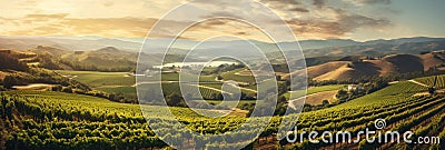 Rustic Vineyard Stretching Across Rolling Hills, Perfect For Wine Themes Wine Themed Rustic Vineyard Stock Photo