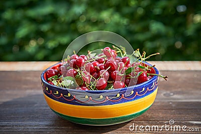 Folkish bowl full of red riped juicy and healthy sour cherries Stock Photo