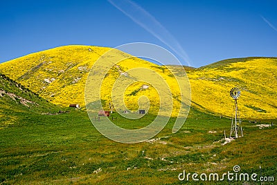 Rustic windmill and farm in Carrizo Plain National Monument during the California superbloom. Rolling hills are carpeted in yellow Stock Photo