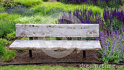 Rustic wood garden bench surrounded by ornamental grasses and the blooming purple flowers of salvia and catmint Stock Photo