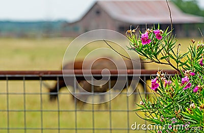 Rustin barn, meadow and longhorns serve as background for Texas Oleander Stock Photo