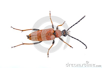 Rusty beetle on a white background Stock Photo