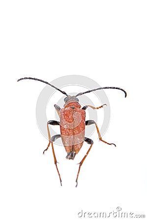 Rusty beetle on a white background Stock Photo