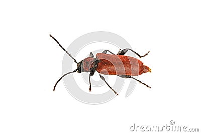 Rusty beetle on a white background Stock Photo