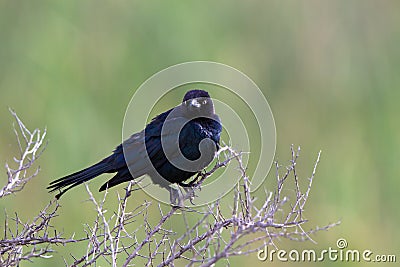 Rusty Blackbird on a bare, thorny branch in spring Stock Photo