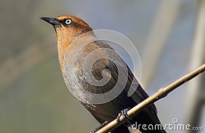 Rusty Blackbird (Euphagus carolinus) Stock Photo