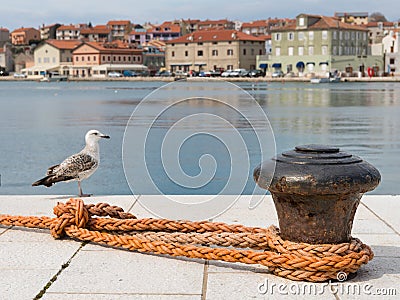 Rusty bollard, orange dew and a youg sea gull in the harbour of Cres Stock Photo